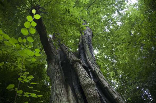 Beeld bij De Kabouterboom