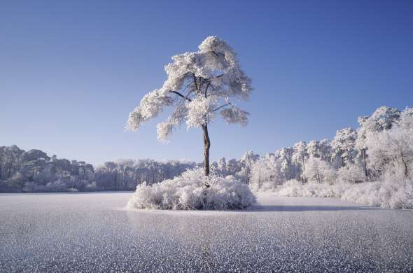 Beeld bij Bevroren bossen en vennen