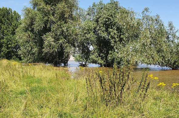 Beeld bij De Maascorridor