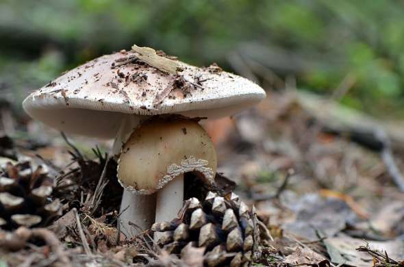 Beeld bij Paddenstoelen bij het Lusthof