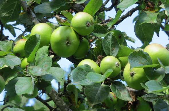 Beeld bij Fruitteeltmuseum in Kapelle
